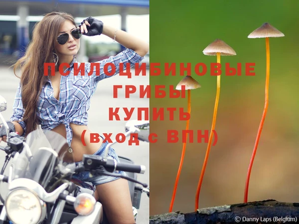PSILOCYBIN Алзамай